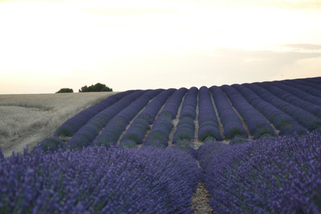 Bed and Breakfast Les Terrasses De Valensole Exterior foto